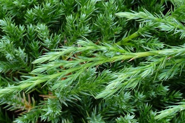 Junípero chino Blue Alps - Juniperus chinensis - El Nou Garden