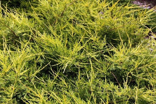 Junípero chino Kuriwao Gold - Juniperus chinensis - El Nou Garden