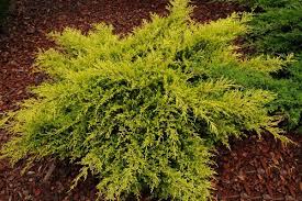 Junípero chino Kuriwao Gold - Juniperus chinensis - El Nou Garden