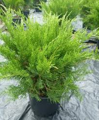 Junípero chino Mint Julep - Juniperus chinensis - El Nou Garden