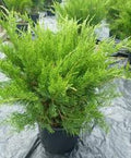 Junípero chino Mint Julep - Juniperus chinensis - El Nou Garden