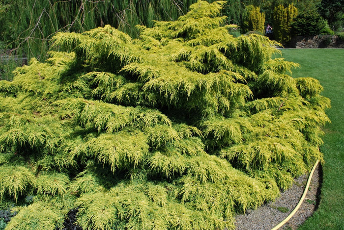Junípero chino Old Gold - Juniperus chinensis - El Nou Garden