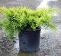 Junípero chino Old Gold - Juniperus chinensis - El Nou Garden