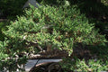 Junípero chino san José - Juniperus chinensis - El Nou Garden