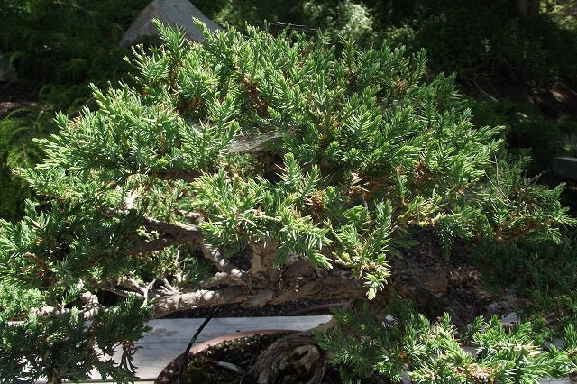 Junípero chino san José - Juniperus chinensis - El Nou Garden