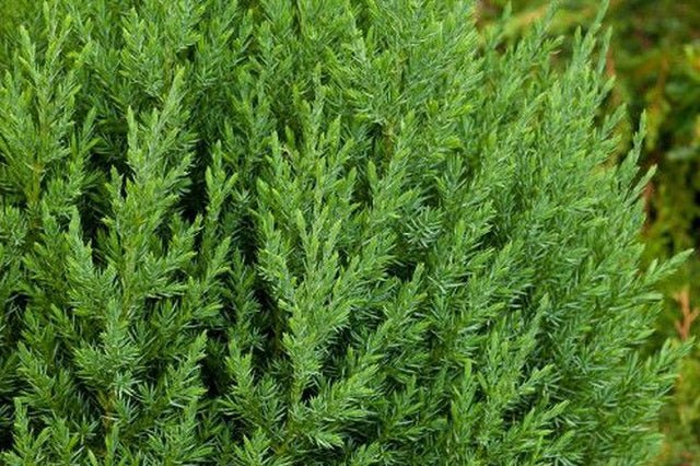 Junípero chino Stricta - Juniperus chinensis - El Nou Garden