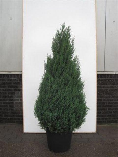 Junípero chino Stricta - Juniperus chinensis - El Nou Garden