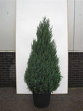Junípero chino Stricta - Juniperus chinensis - El Nou Garden