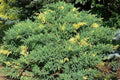 Junípero chino Stricta Variegata - Juniperus chinensis - El Nou Garden