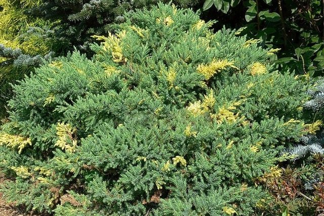 Junípero chino Stricta Variegata - Juniperus chinensis - El Nou Garden