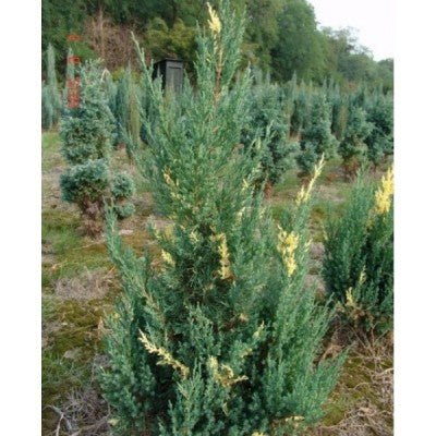Junípero chino Stricta Variegata - Juniperus chinensis - El Nou Garden