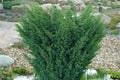 Junípero híbrido Blaauw - Juniperus media - El Nou Garden