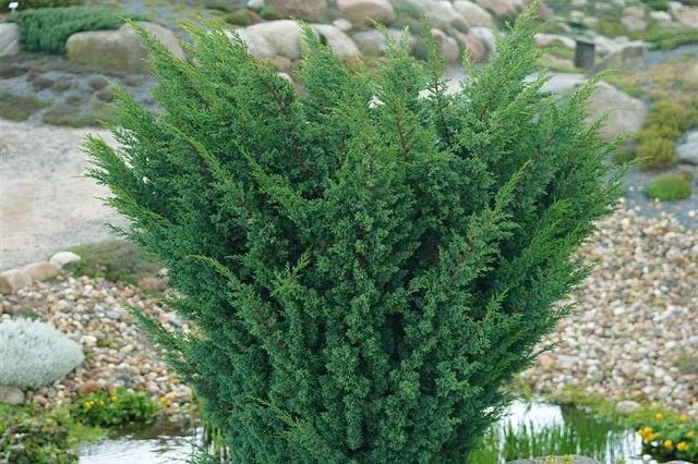 Junípero híbrido Blaauw - Juniperus media - El Nou Garden