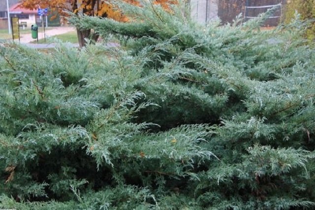 Junípero híbrido Hetzii - Juniperus media - El Nou Garden