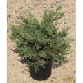 Junípero híbrido Hetzii - Juniperus media - El Nou Garden