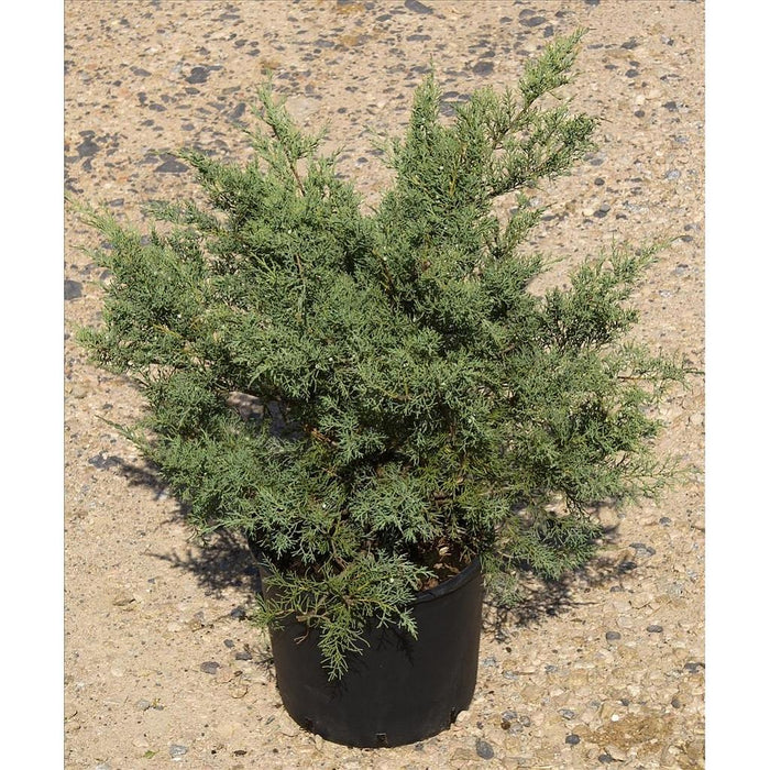 Junípero híbrido Hetzii - Juniperus media - El Nou Garden