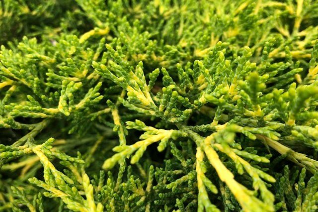 Junípero híbrido Old Gold - Juniperus media - El Nou Garden