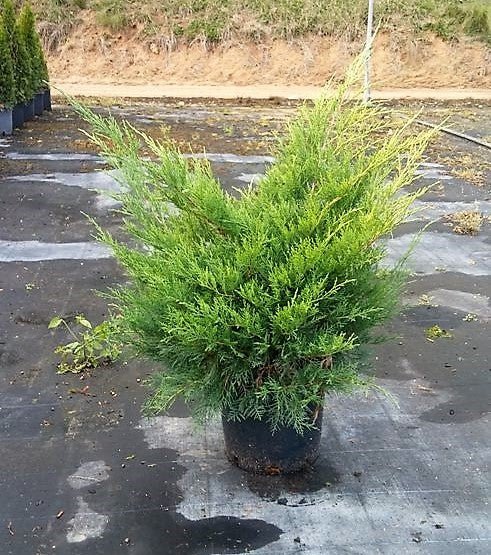 Junípero híbrido Old Gold - Juniperus media - El Nou Garden