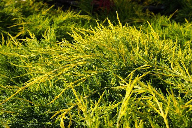 Junípero híbrido Pfitzeriana Aurea - Juniperus media - El Nou Garden