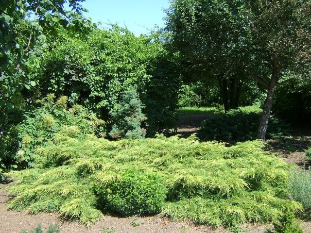 Junípero híbrido Pfitzeriana Aurea - Juniperus media - El Nou Garden
