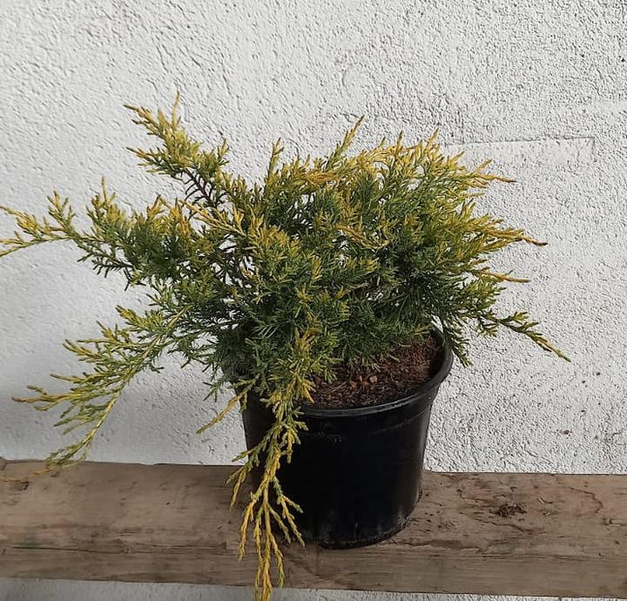 Junípero híbrido Pfitzeriana Aurea - Juniperus media - El Nou Garden