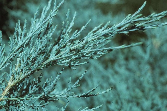 Junípero híbrido Pfitzeriana Glauca - Juniperus media - El Nou Garden