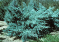 Junípero híbrido Pfitzeriana Glauca - Juniperus media - El Nou Garden