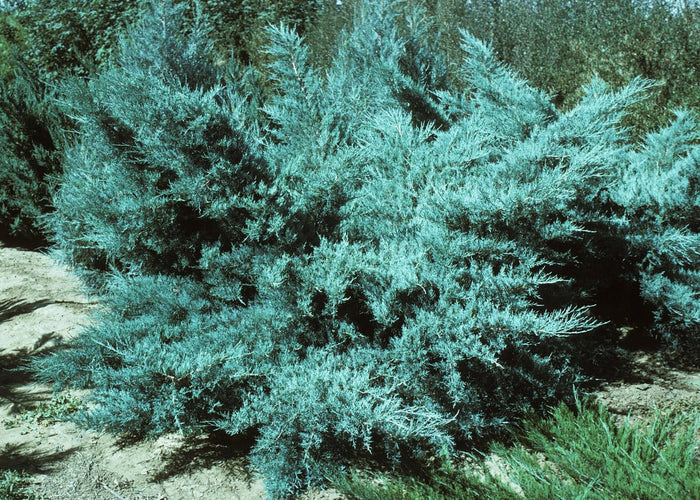 Junípero híbrido Pfitzeriana Glauca - Juniperus media - El Nou Garden