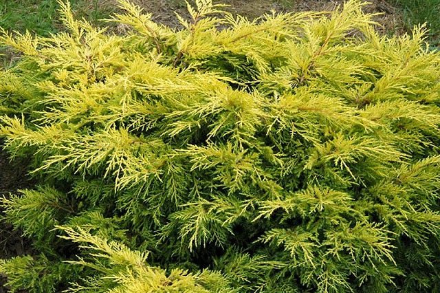 Junípero híbrido Pfitzeriana Gold Star - Juniperus media - El Nou Garden