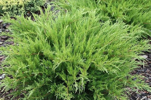 Junípero híbrido Pfitzeriana Mint Julep - Juniperus media - El Nou Garden