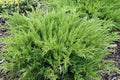 Junípero híbrido Pfitzeriana Mint Julep - Juniperus media - El Nou Garden