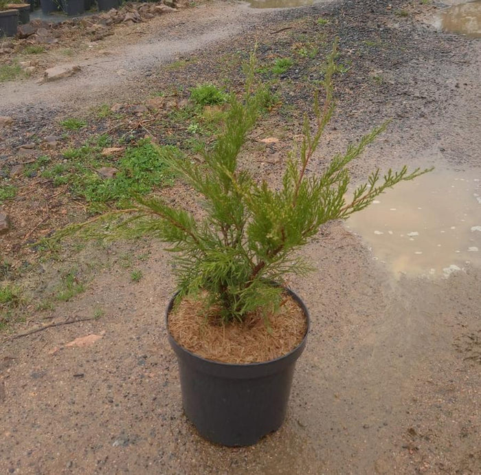 Junípero híbrido Pfitzeriana Mint Julep - Juniperus media - El Nou Garden