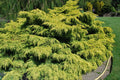 Junípero híbrido Pfitzeriana Old Gold - Juniperus media - El Nou Garden