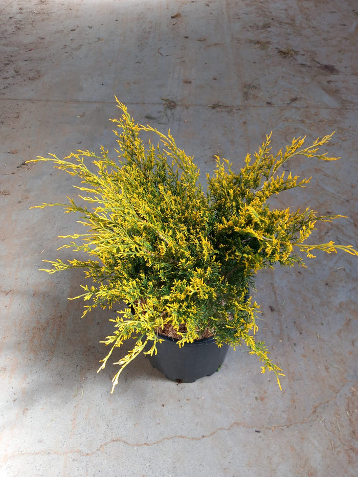 Junípero híbrido Pfitzeriana Old Gold - Juniperus media - El Nou Garden