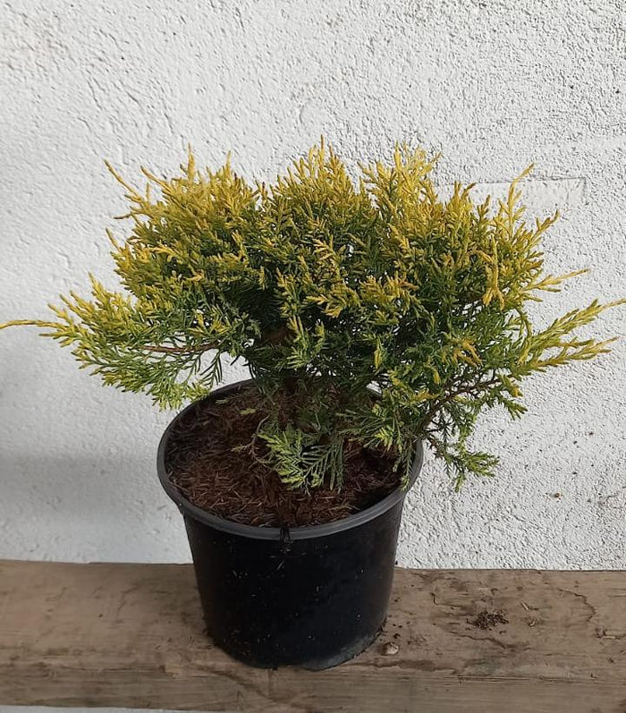 Junípero híbrido Pfitzeriana Old Gold - Juniperus media - El Nou Garden