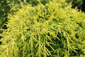 Junípero híbrido Pfitzeriana Swissgold - Juniperus media - El Nou Garden