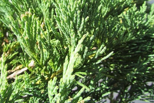 Junípero horizontal Andorra Compacta - Juniperus horizontalis - El Nou Garden