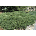 Junípero horizontal Andorra Compacta - Juniperus horizontalis - El Nou Garden