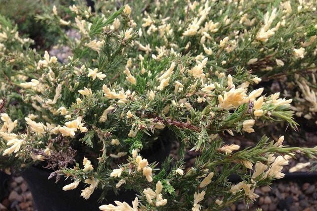 Junípero horizontal Andorra Variegata - Juniperus horizontalis - El Nou Garden