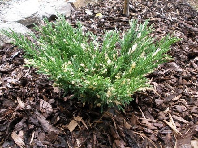 Junípero horizontal Andorra Variegata - Juniperus horizontalis - El Nou Garden