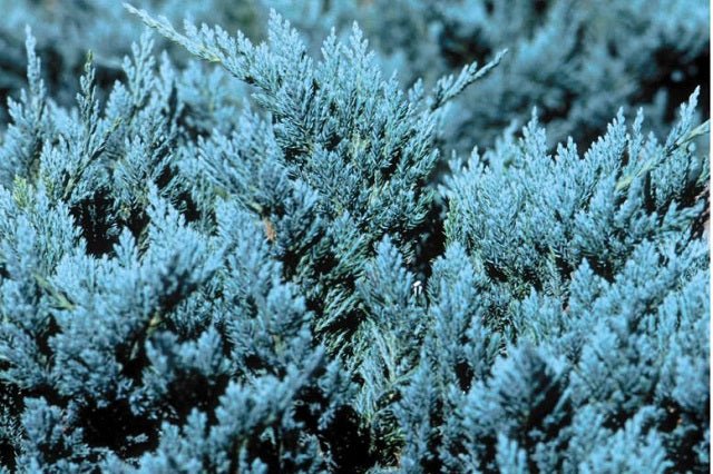 Junípero horizontal Blue Chip - Juniperus horizontalis - El Nou Garden