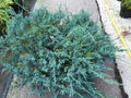 Junípero horizontal Blue Chip - Juniperus horizontalis - El Nou Garden