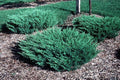 Junípero horizontal Blue Pacific - Juniperus horizontalis - El Nou Garden