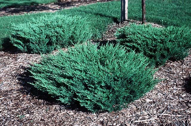 Junípero horizontal Blue Pacific - Juniperus horizontalis - El Nou Garden