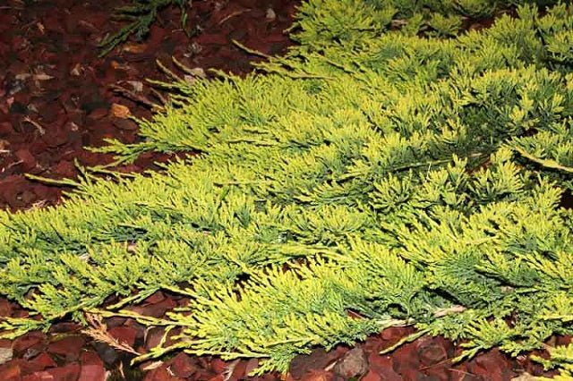 Junípero horizontal Golden Carpet - Juniperus horizontalis - El Nou Garden