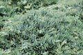 Junípero horizontal Icee Blue - Juniperus horizontalis - El Nou Garden