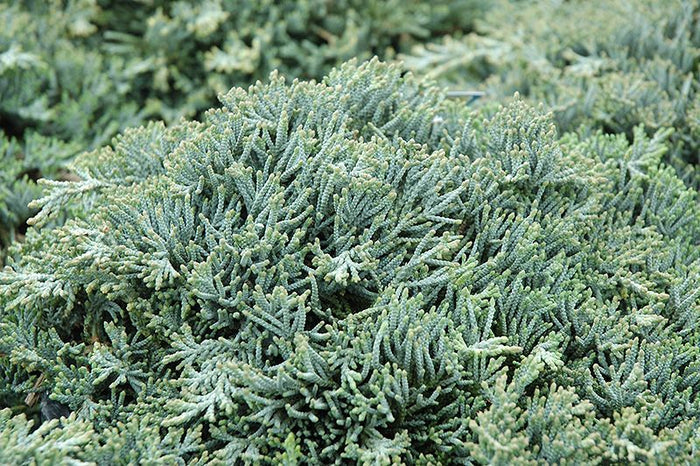 Junípero horizontal Icee Blue - Juniperus horizontalis - El Nou Garden