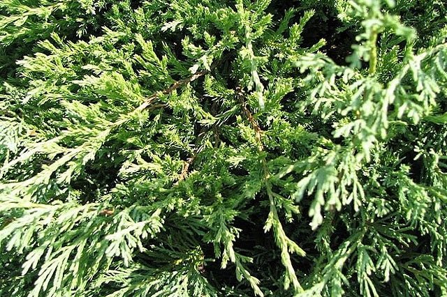 Junípero horizontal Plumosa Compacta - Juniperus horizontalis - El Nou Garden