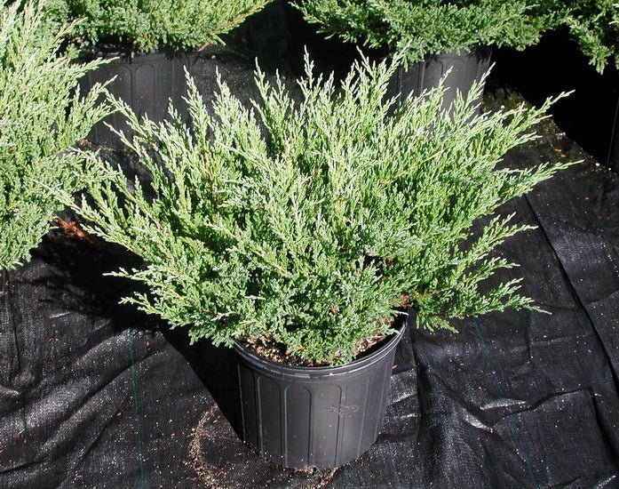 Junípero horizontal Plumosa Compacta - Juniperus horizontalis - El Nou Garden