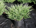 Junípero horizontal Plumosa Compacta - Juniperus horizontalis - El Nou Garden